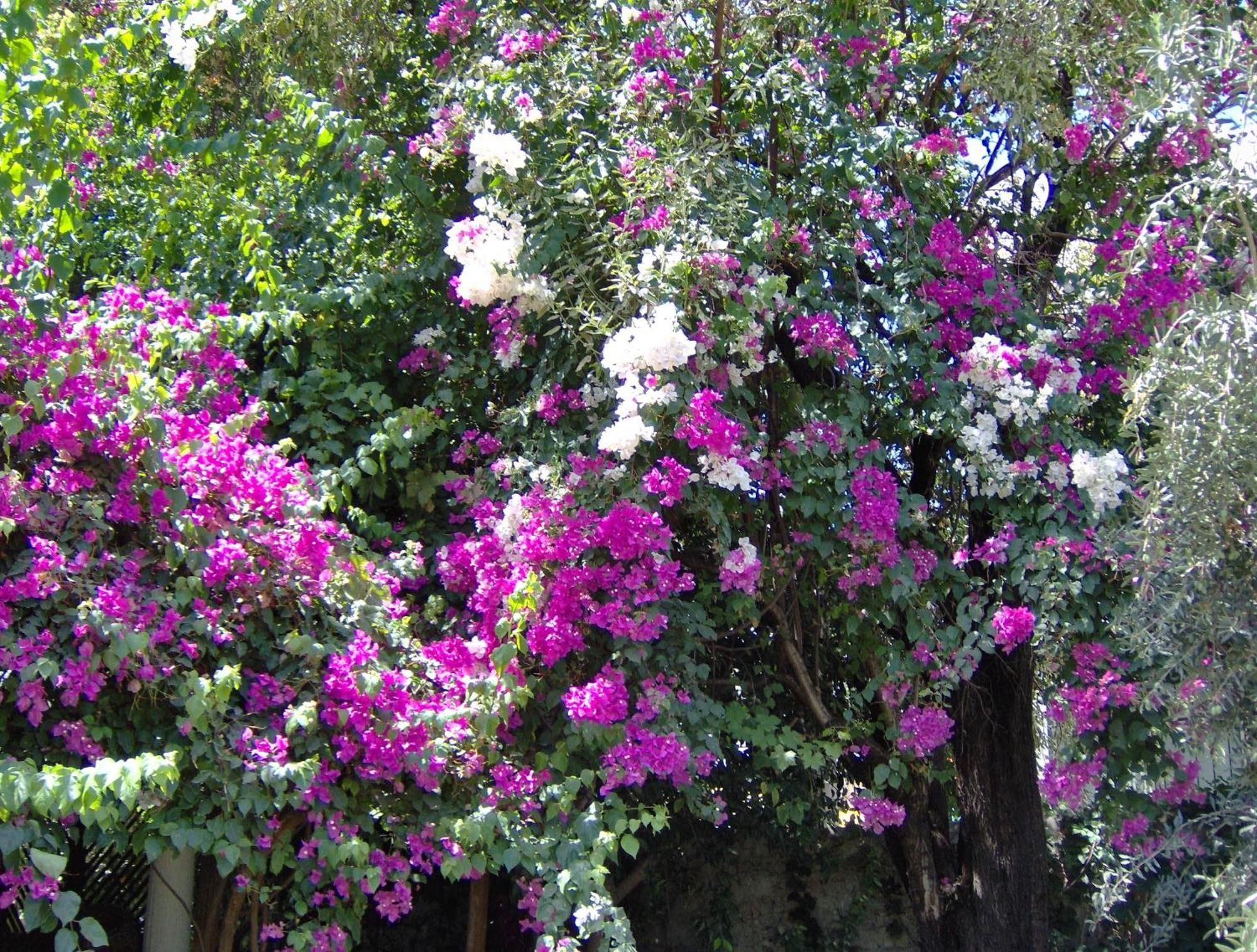 Hotel Gulec Bodrum Esterno foto